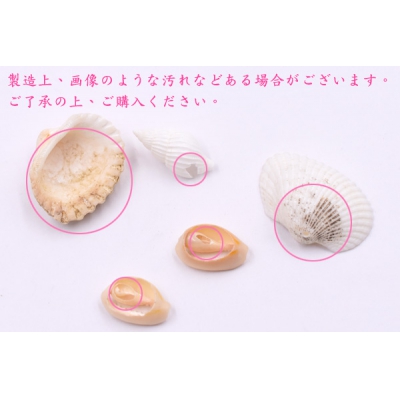 天然素材 巻貝の貝殻 ハンドメイド用【50g(約10ヶ)】