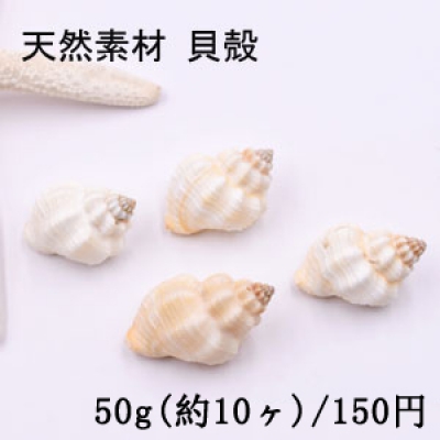 天然素材 巻貝の貝殻 ハンドメイド用【50g(約10ヶ)】